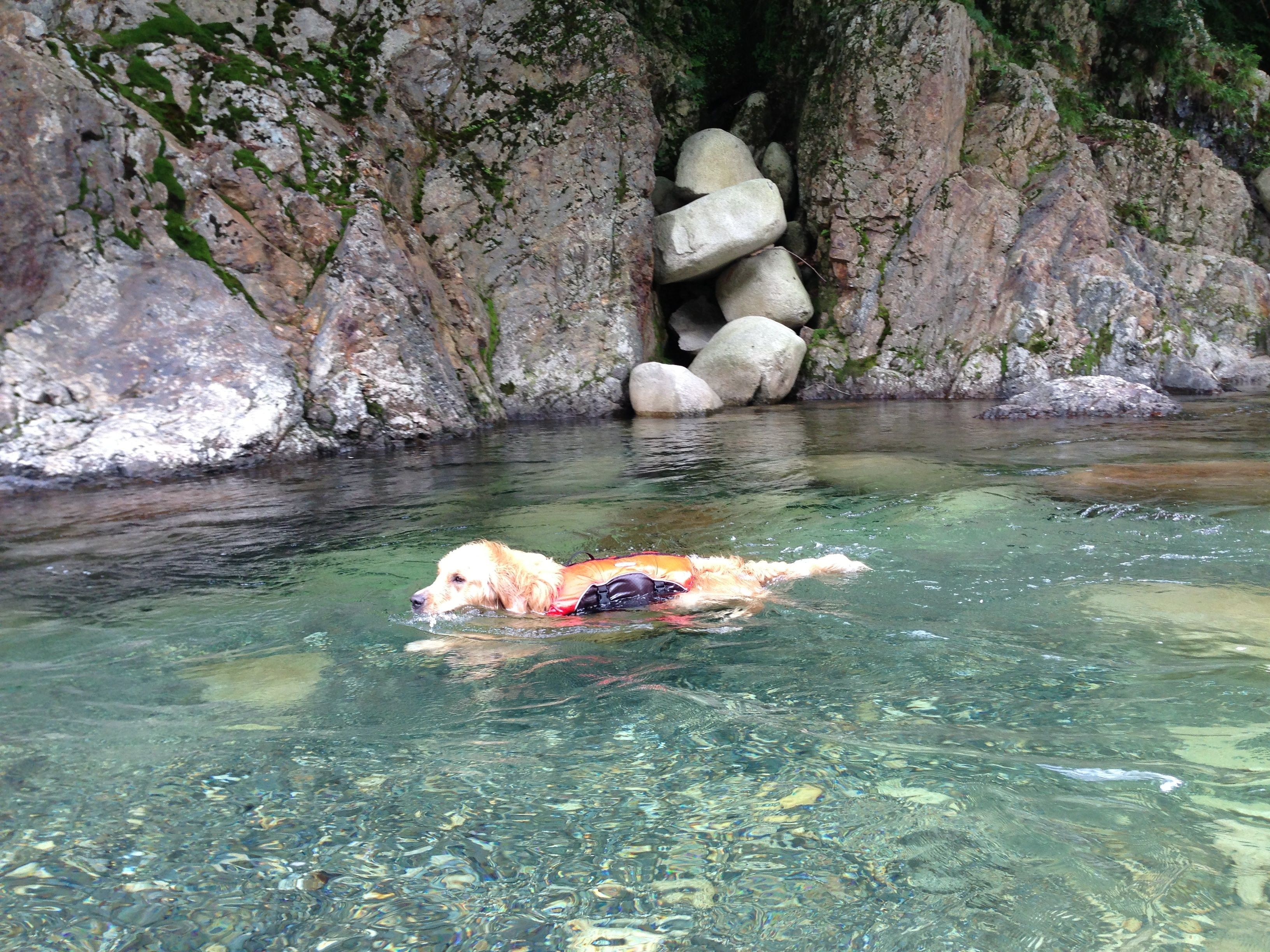 永源寺で川遊び ゴールデンレトリバーナルディとほのぼの生活 永源寺で川遊び ゴールデンレトリバーナルディとほのぼの生活
