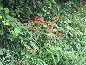 IMG_4331