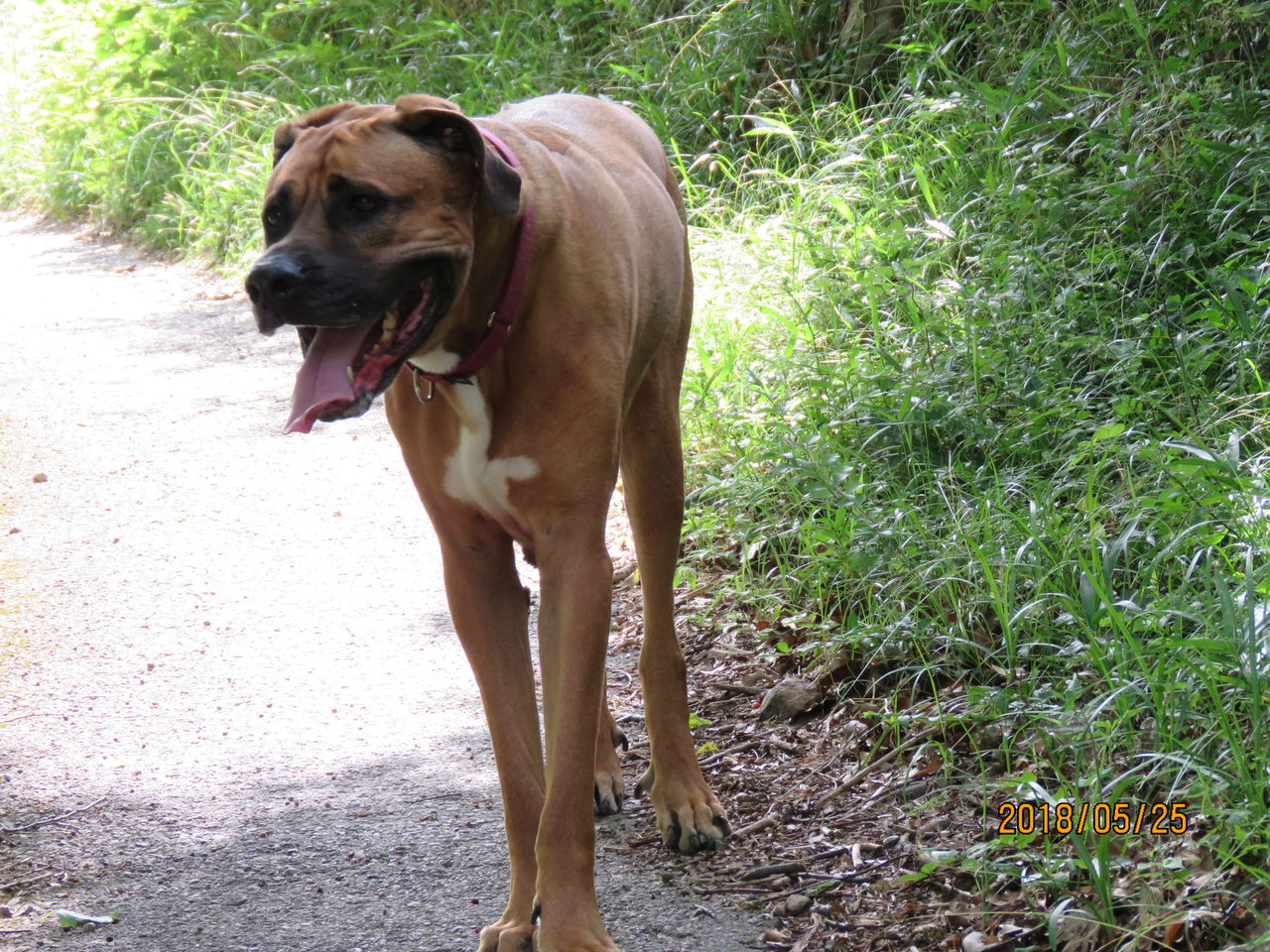 土佐闘犬ニーナ 南国ジャーナル By 成川 順