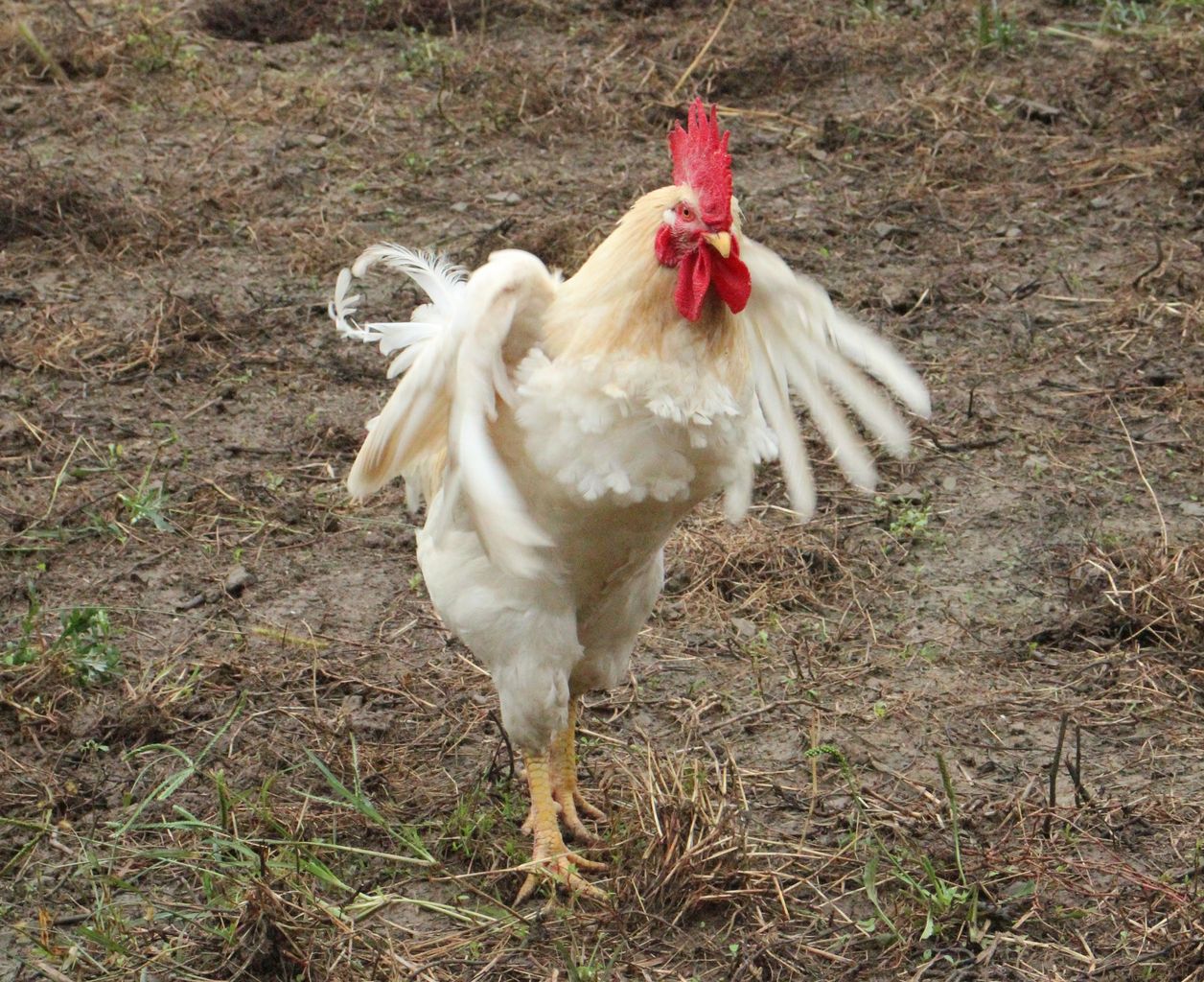 本日の名古屋コーチン 鶏 南国ジャーナル By 成川 順