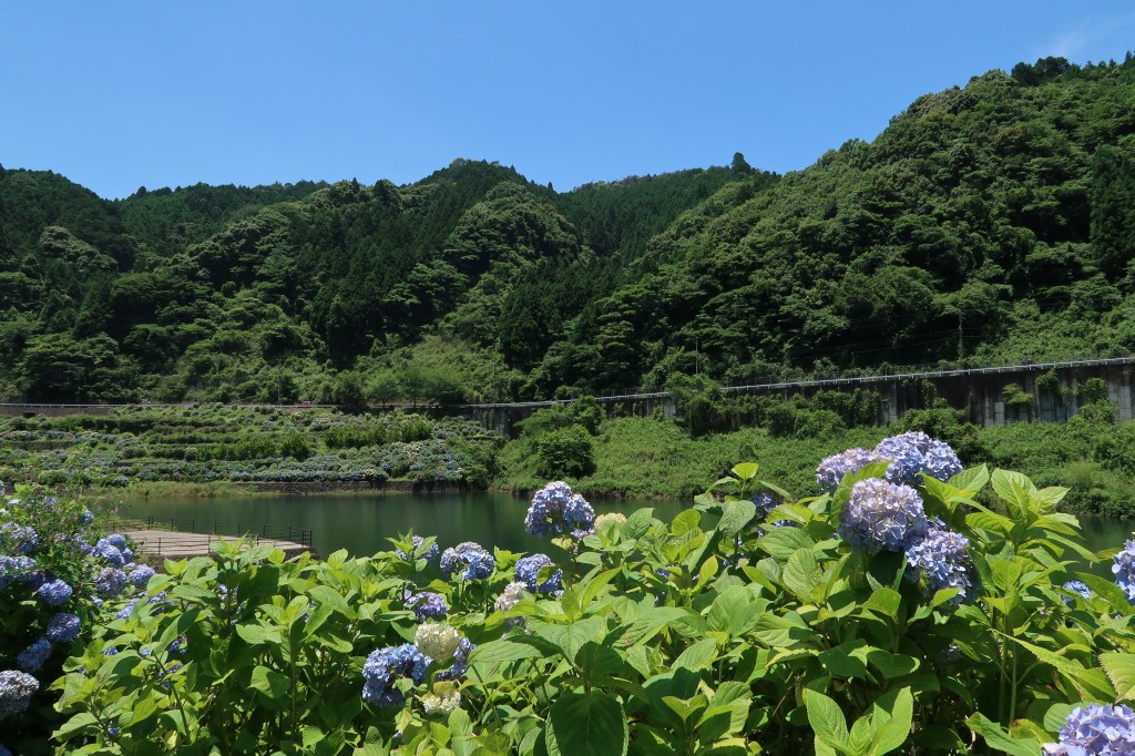 中木庭ダムあじさい園 佐賀県鹿島市 けいそんぶらぶら Doraemonhand C6