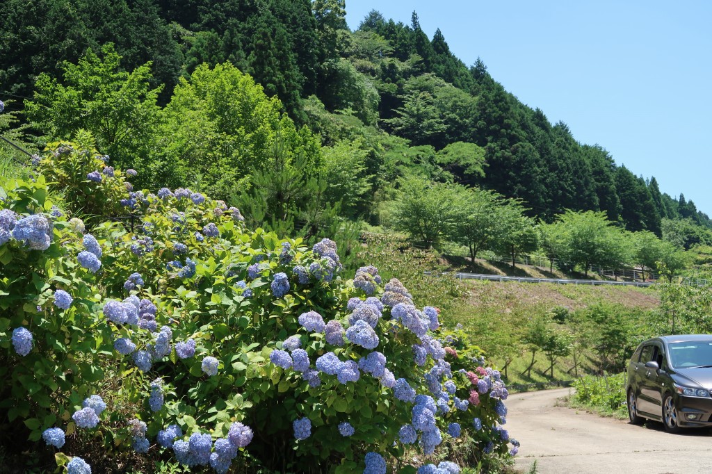 中木庭ダムあじさい園 佐賀県鹿島市 けいそんぶらぶら Doraemonhand C6