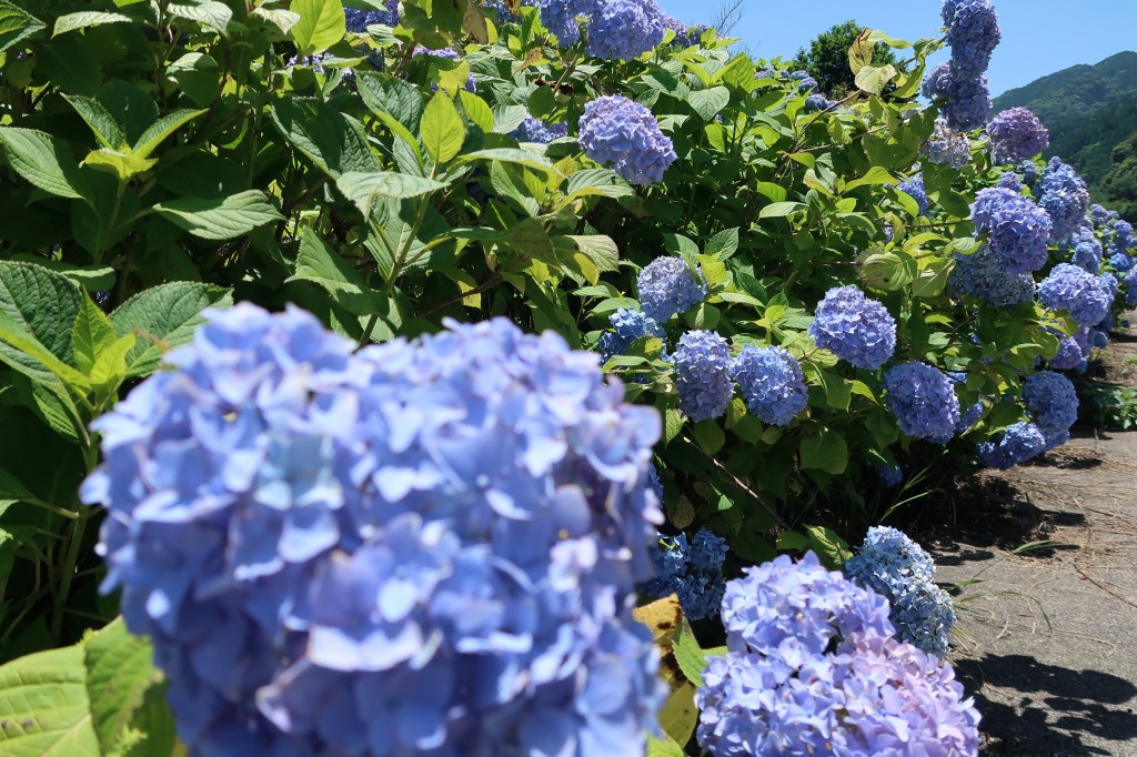 中木庭ダムあじさい園 佐賀県鹿島市 けいそんぶらぶら Doraemonhand C6