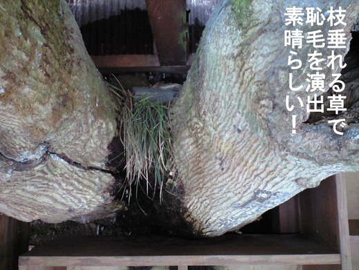 69、福島県二股温泉、柏旅館4