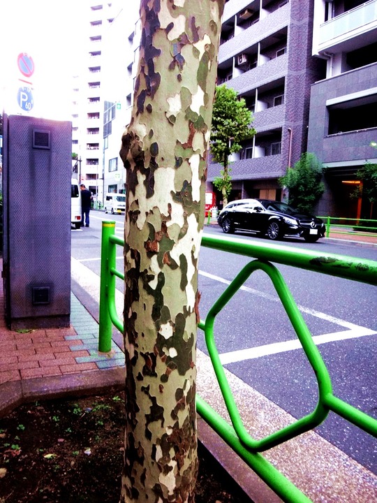 DSC02487 - コピー (2)