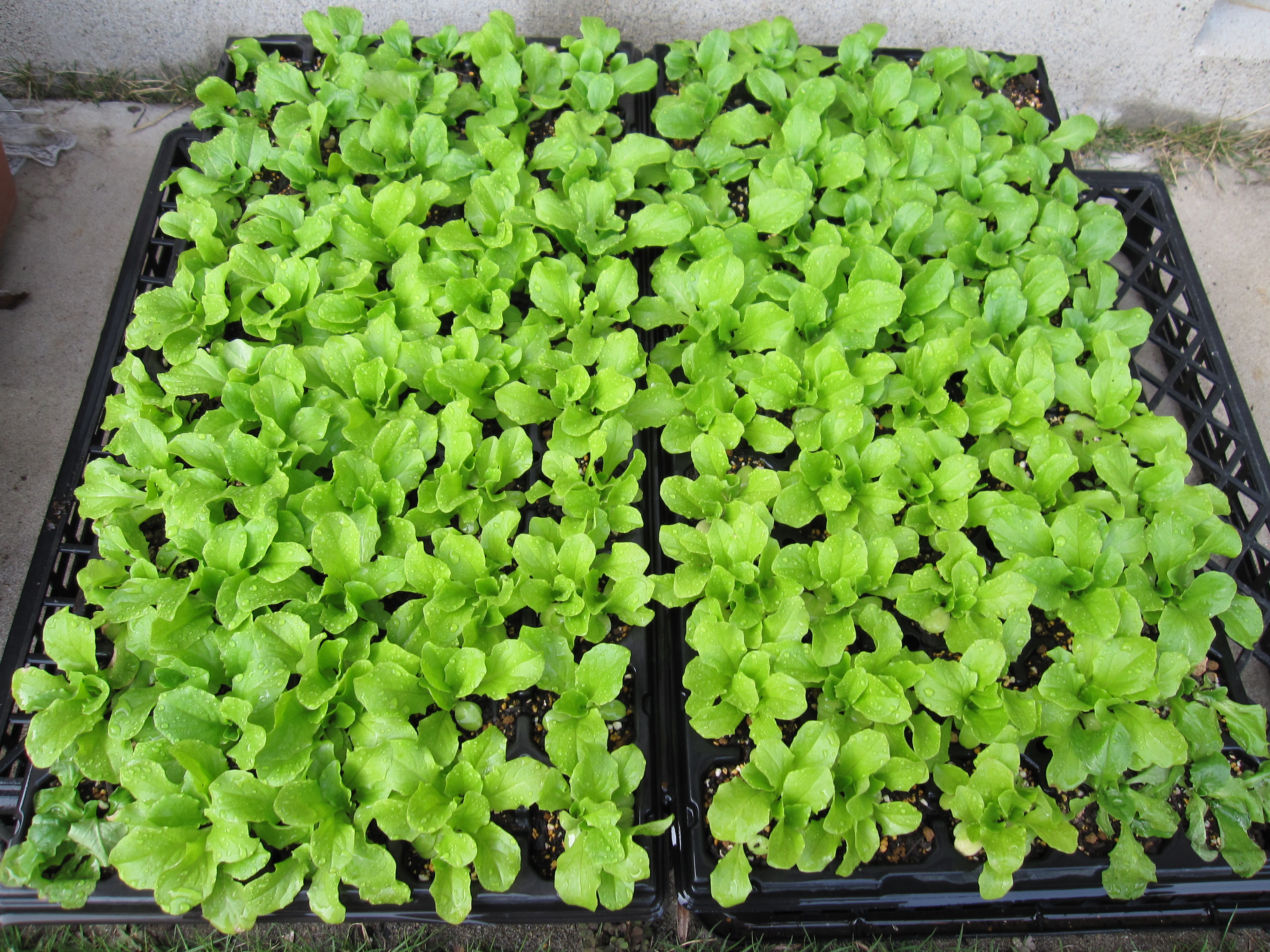 サンチュ嫁入り ３年目 成田ハングル韓国語教室 千葉