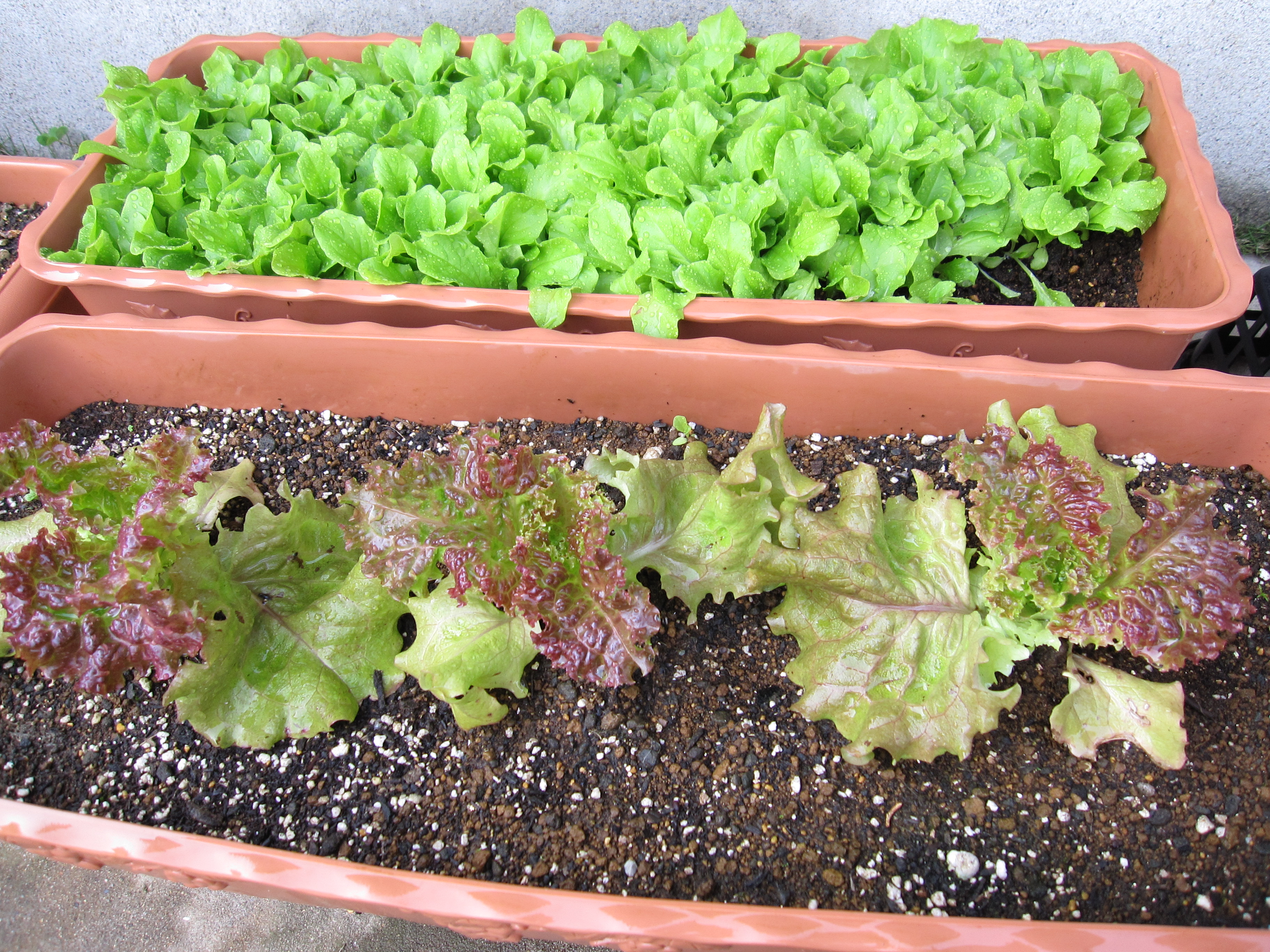 サンチュ嫁入り ３年目 成田ハングル韓国語教室 千葉