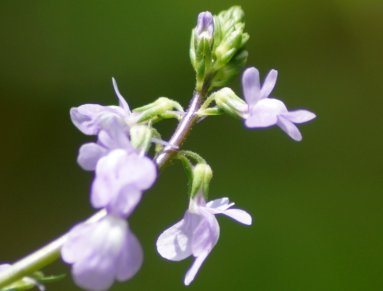 マツバウンラン キュウリグサ 他 あや爺のブログ