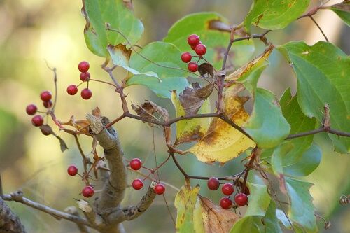 赤い実 サルトリイバラ あや爺のブログ