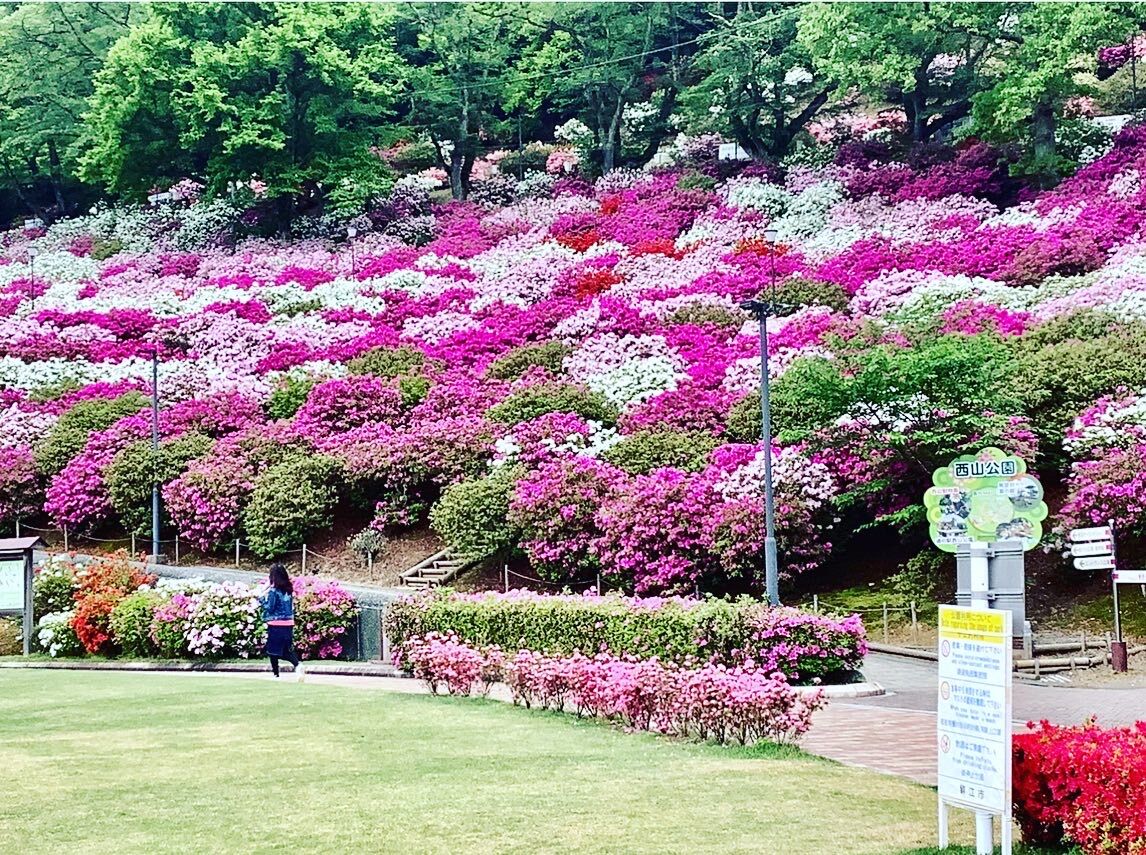 つつじまつり 福井県鯖江市西山公園 福井県 武生町屋の暮らし つつじまつり 福井県鯖江市西山公園 福井県 武生町屋の暮らし