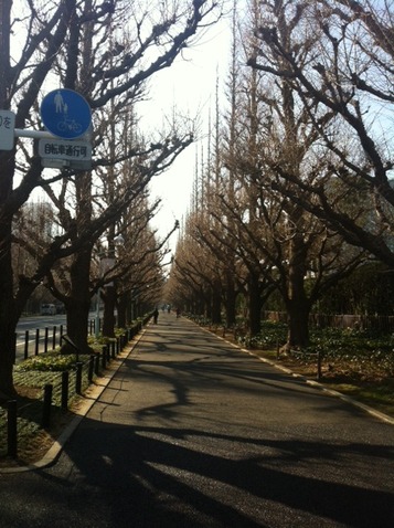 １３０３１７　イチョウ並木２