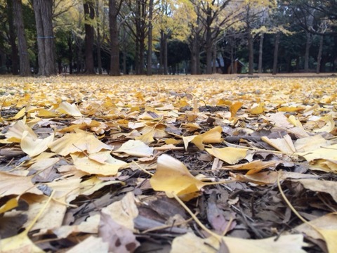 141125 晩秋ウォーク30