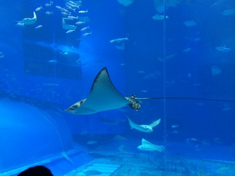 １４１１１１　美ら海２