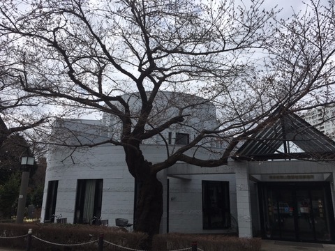 160326 桜2