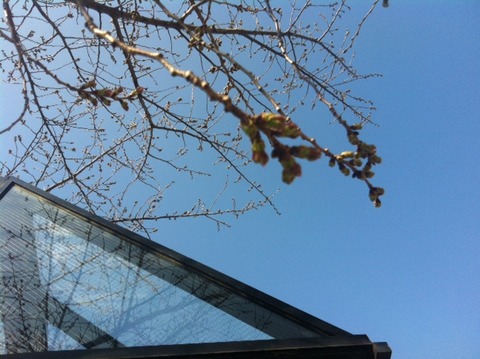 １３０３１７　桜２