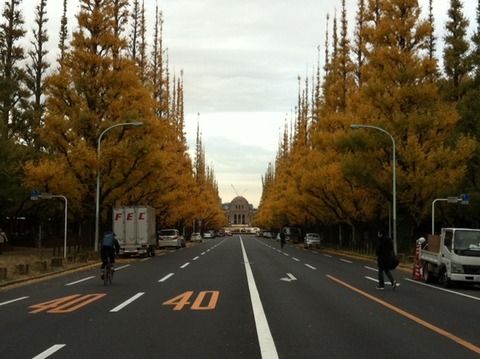 １１１２０７　銀杏並木１