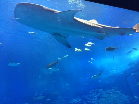 １４１１１１　美ら海１