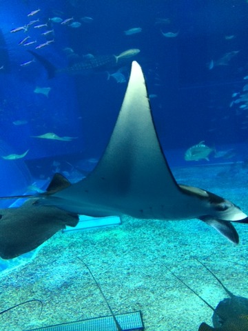 １４１１１１　美ら海３