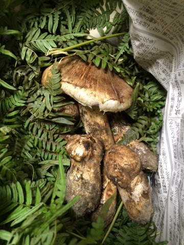 140923 マツタケ1