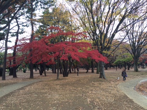 141125 晩秋ウォーク34