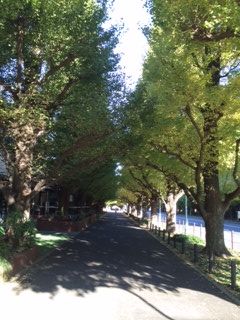 １３１１２９　枯れ葉１