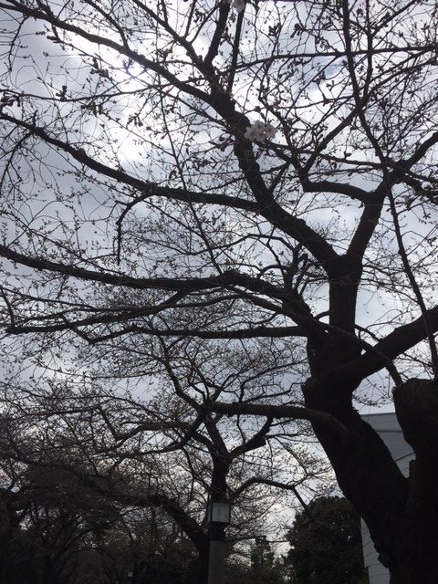 1693276 青山墓地