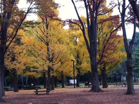 111130 代々木公園2