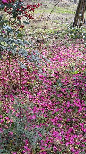 12.13成田さざんか