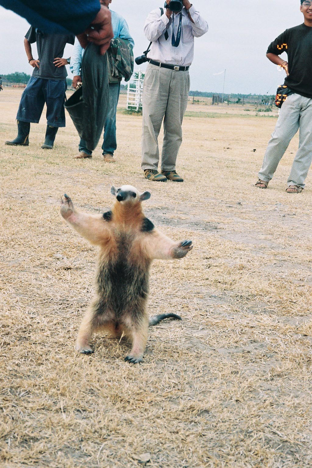 画像 アリクイって可愛いよね なるほど速報