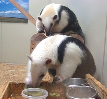 画像 アリクイって可愛いよね なるほど速報