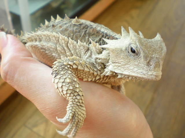 マジでドラゴンみたいなトカゲっているんだなwwwwww なるほど速報 マジでドラゴンみたいなトカゲっているんだなwwwwww なるほど速報