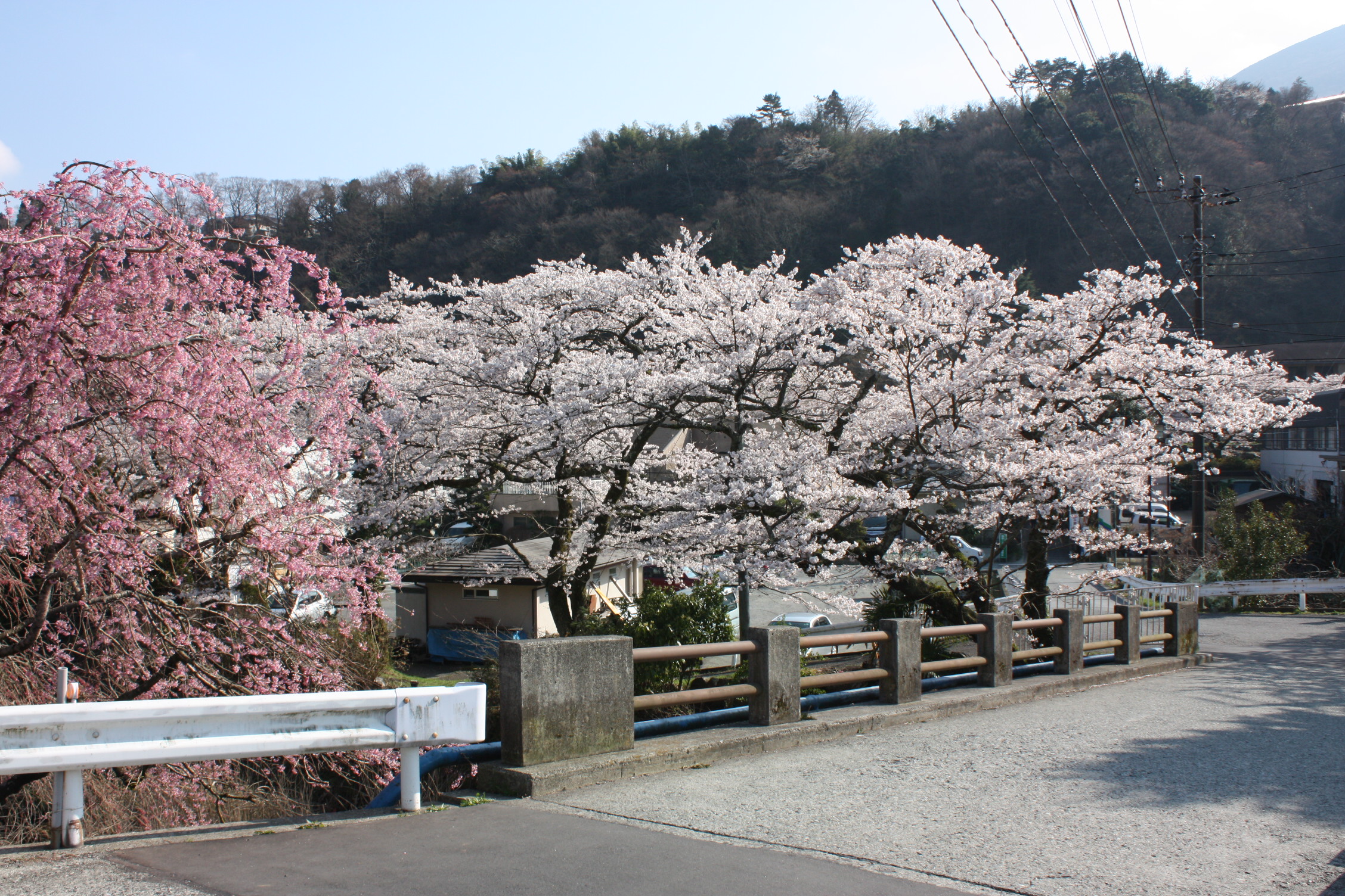 今週末 箱根の桜が見頃を迎えています 成川美術館のブログ