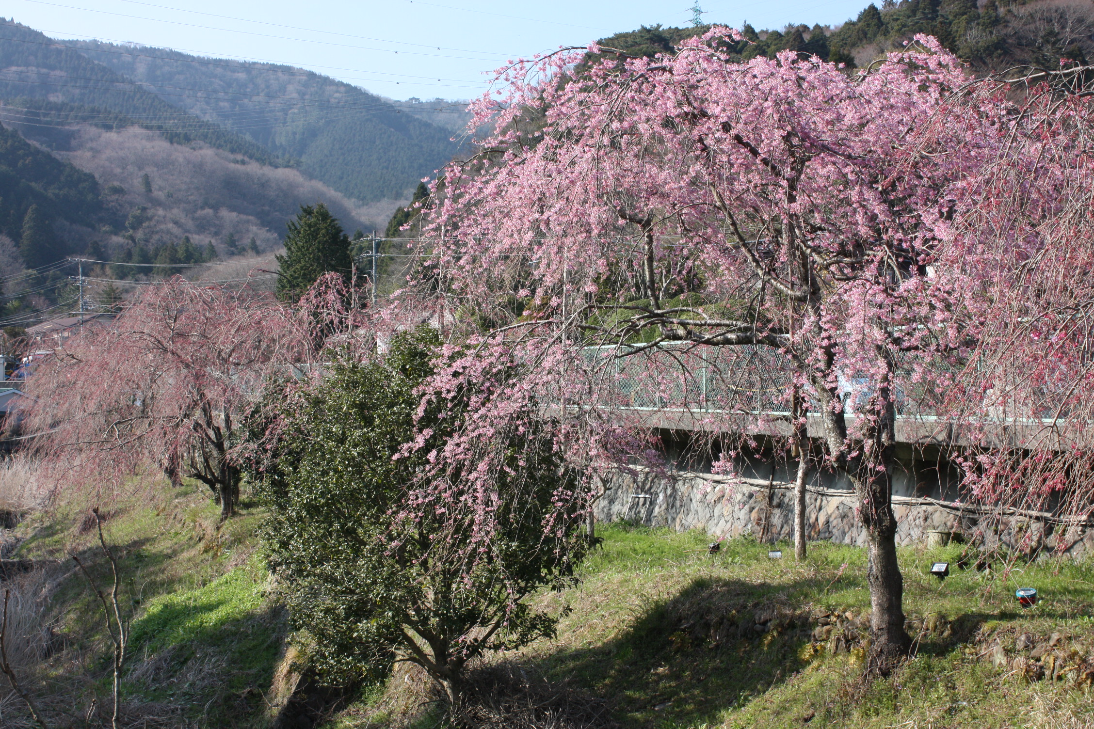 今週末 箱根の桜が見頃を迎えています 成川美術館のブログ