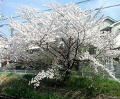 ºù