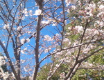 桜は5分咲き?