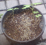 ��ǯ�Υ���������