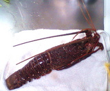 �������ӣ�