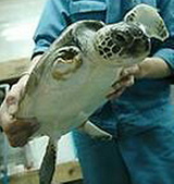 助けられたウミガメ