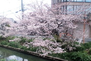 桜が咲いて・・