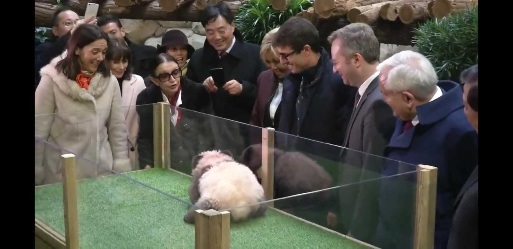 悲報 フランスの動物園 赤ちゃんパンダ衆目に晒してしまう 赤ちゃんパンダは恐怖で威嚇しまくる 必殺まとめ人 Vip