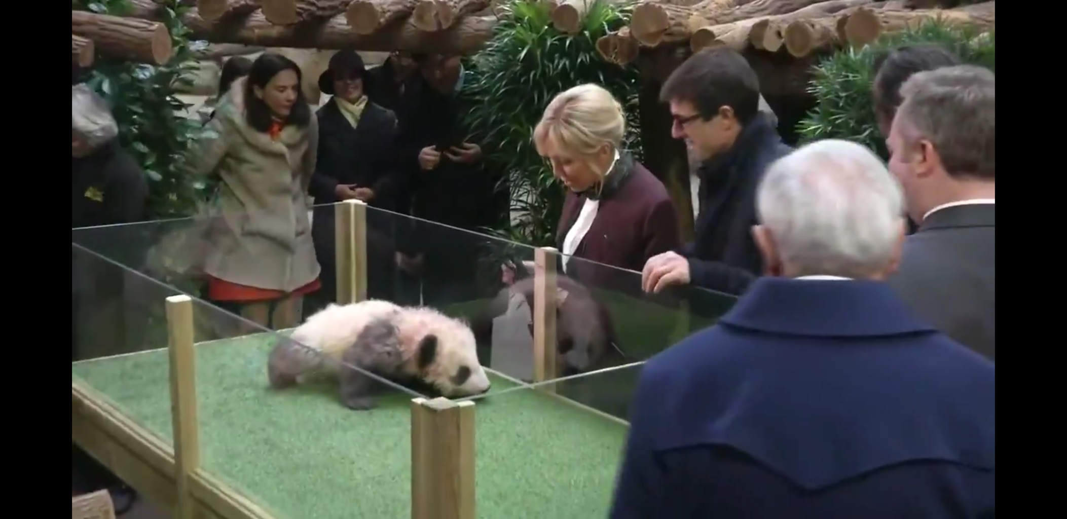 悲報 フランスの動物園 赤ちゃんパンダ衆目に晒してしまう 赤ちゃんパンダは恐怖で威嚇しまくる 必殺まとめ人 Vip 悲報 フランスの動物園 赤ちゃんパンダ衆目に晒してしまう 赤ちゃんパンダは恐怖で威嚇しまくる 必殺まとめ人 Vip