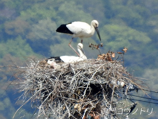 鳴門コウノトリ 2016年4月16日 徳島県鳴門市大麻町