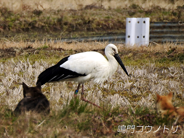 鳴門コウノトリ 2016年2月23日 徳島県鳴門市大麻町