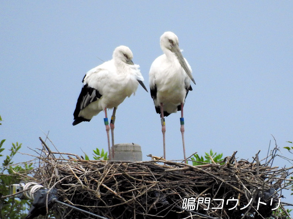 徳島県鳴門市大麻町 コウノトリ 電柱 巣 2015年9月 撮影