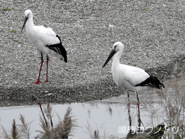 鳴門コウノトリ 2015年12月5日 徳島県 吉野川 吉野川第十堰