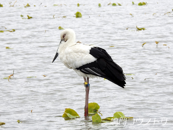 鳴門コウノトリ 2016年4月18日 徳島県鳴門市大津町