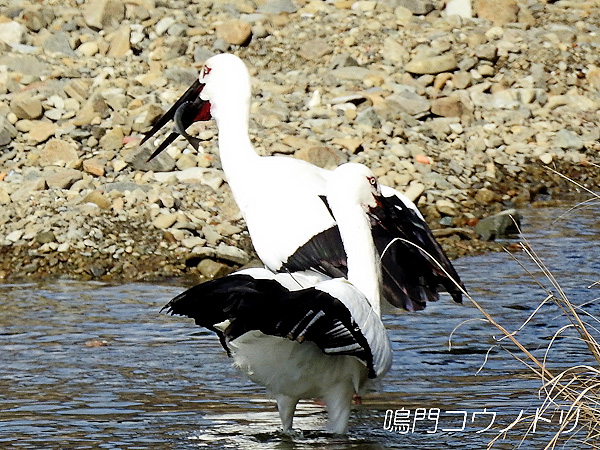 鳴門コウノトリ 2016年1月25日 徳島県鳴門市大麻町