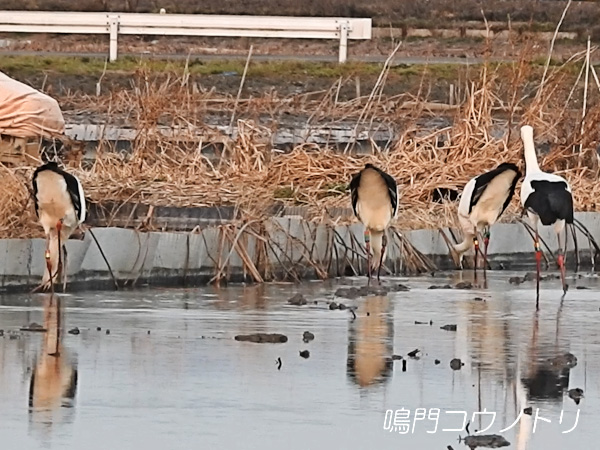 鳴門コウノトリ 2016年1月31日 徳島県鳴門市大麻町