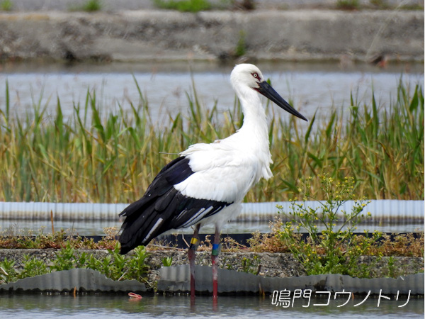 鳴門コウノトリ 2016年4月5日 徳島県鳴門市大津町