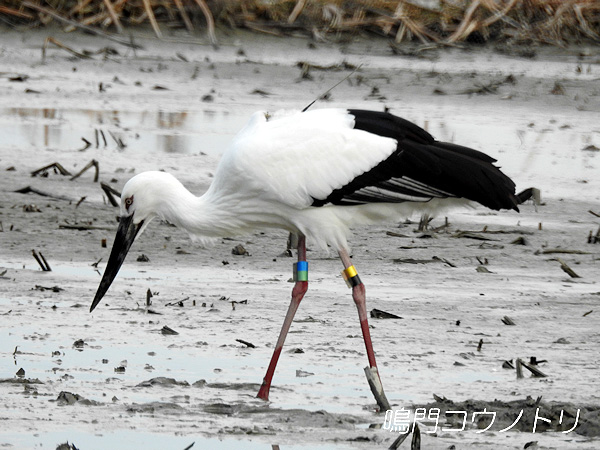 鳴門コウノトリ 2016年1月26日 徳島県板野郡藍住町
